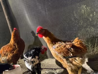 Chickens — fotografija 6