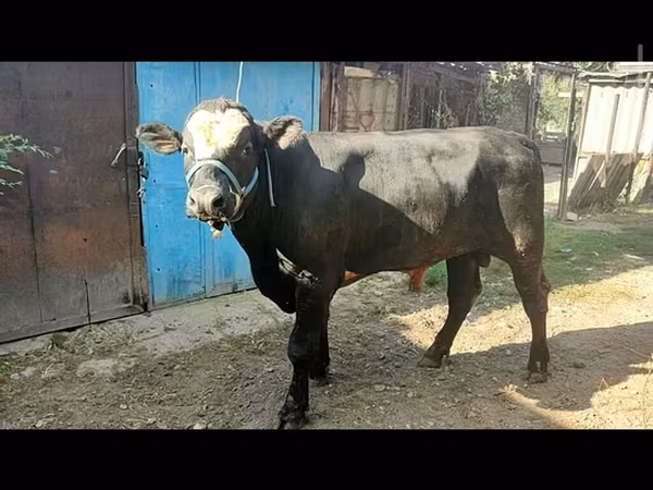 Bull, Aberdeen-Angus — Kyrgyzstan