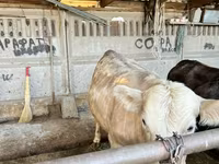 காளை, Simmental cattle — புகைப்படம் 2