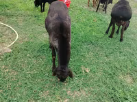 Montone, Rhon sheep — foto 1
