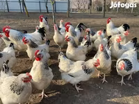 ساسکس — عکس 3
