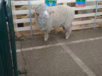 Ram, Sheep — photo 2