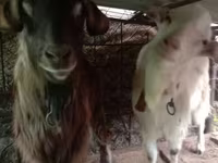 Ziegenbock, Saanen goat — Foto 1