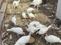 Turkeys — फ़ोटो 8