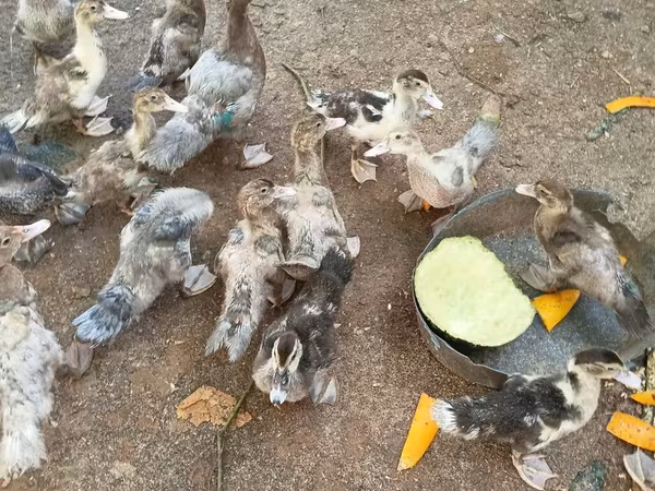 Muscovy domestica