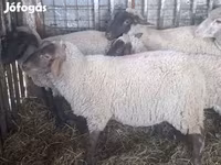 Schaap, Ile-de-France sheep — foto 5