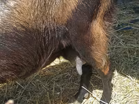 Kambing betina, Nubian Goat — foto 3