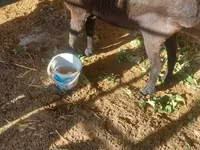 قوچ, گوسفند — عکس 4