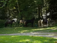 Pastuv, Racking Horse — fotografija 6
