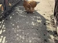Pekin Bantam — zdjęcie 4