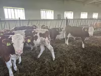 காளை, Simmental cattle — புகைப்படம் 2