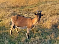 Dê cái, Alpine goat — ảnh 1