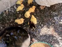 Ducks — عکس 1