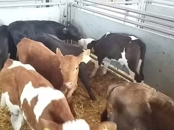 Bulle, Simmental cattle