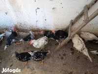 Chickens — 写真 8