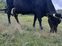گاو ماده, Russian Black pied cattle — عکس 3