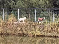 แพะตัวเมีย, Saanen goat — รูปภาพ 4