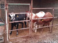 گاو و گوساله (گروه، جنسیت مشخص نشده), Simmental cattle — عکس 2