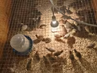 Chickens — φωτογραφία 3