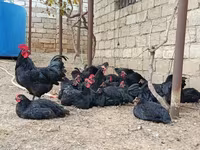 Australorp — sawirka 3