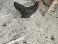 آسترالورپ — عکس 1