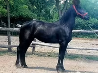 Kobyła, Friesian — zdjęcie 4