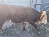 Dibi, Kazakh White-headed cow — sawirka 3