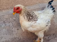 Brahma — Foto 1
