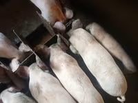 Babi (lot, jantina tidak dinyatakan), Крупная белая — foto 1