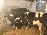 Lembu betina, Russian Black pied cattle — foto 3