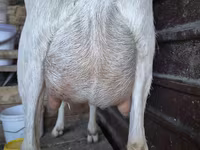بز ماده, Saanen goat — عکس 4