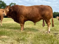 Toro, Vaca Limousin — foto 5