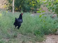 Chickens — عکس 1