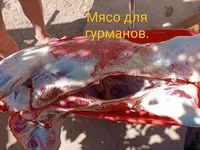 Деликатесы — picha 2