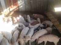 Babi jantan, Pigs — foto 2