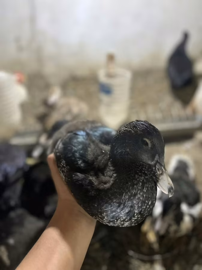 Turkeys