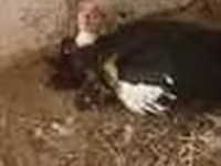 Chickens — foto 5