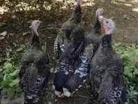 Turkeys — รูปภาพ 1