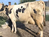 Krava, Swiss cattle — fotografija 6