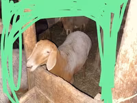 Ido, Edilbay sheep — sawirka 3