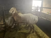 Ovan, Arashan sheep — fotografija 3