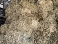 Сено полевое в тюках - Кормовое сено, спрессованное в прямоугольные — сүрөт 1