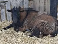 Billy Goat, Alpine goat — photo 1