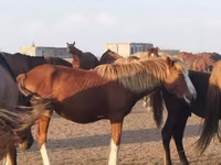 اسب نر, اسب — عکس 3