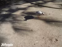 Guinea fowl — รูปภาพ 3