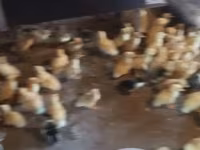 Ducks — foto 1