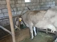 Vaca, Swiss cattle — foto 1