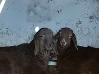 Montone, Arashan sheep — foto 3
