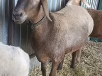 Ovca, Hissar sheep — fotografija 1