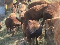 แกะตัวผู้, Hissar sheep — รูปภาพ 1